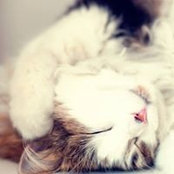 Erin Soo's photo