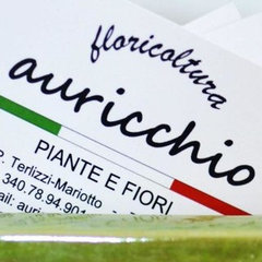 Floricoltura Auricchio