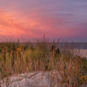 Poppy Beach's photo