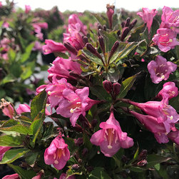 Current Featured Plants - Products
