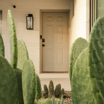 Desert Fern