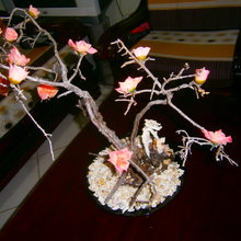 driftwood, shells and corals