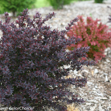 Sunjoy® Syrah Barberry