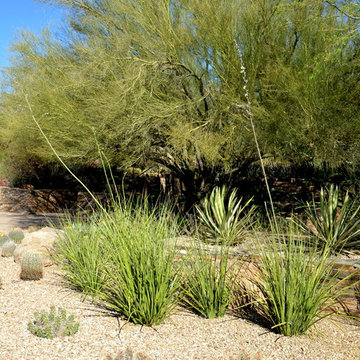Southwestern Plants