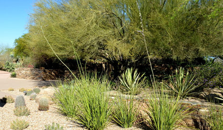 Plant New Mexico False Yucca for Spiky Garden Texture
