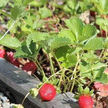 Urban farm