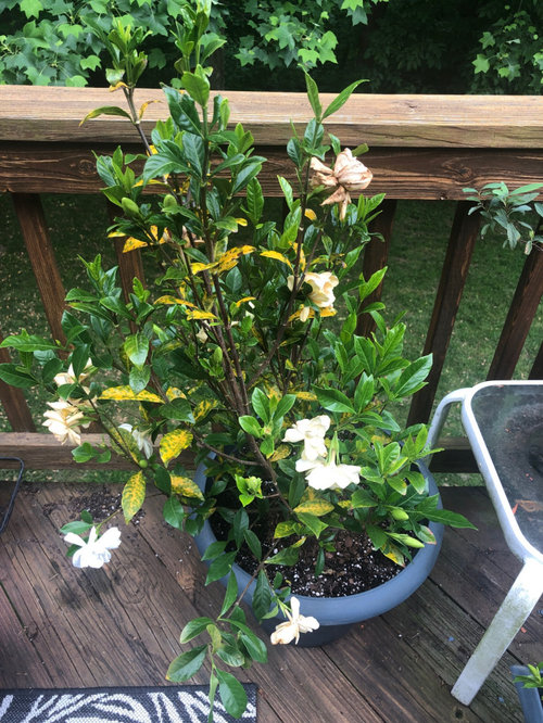 Should I attempt to repot overwatered gardenia?