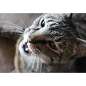 Kate Collins's photo