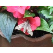 Janis Kauffman's photo