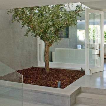 Interior Patio with Olive Tree and Glass Partitions