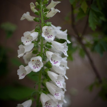 Stansted Garden Show 2016 The 'Rusty Foxglove Garden'