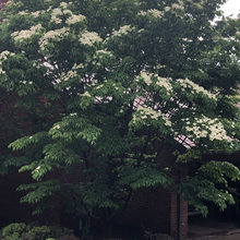 landscaping -- plant types