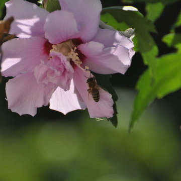 vespa, wasp
