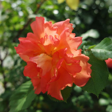 il giardino segreto