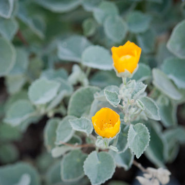 Indian Mallow