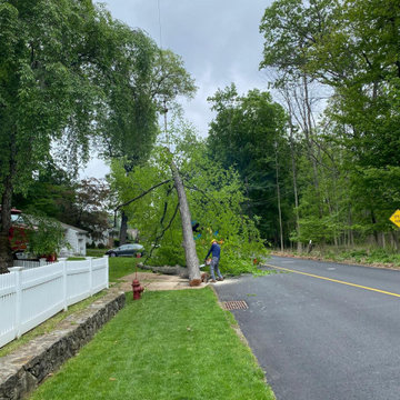 Tree & Landscaping services