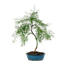 Japanese Weeping Willow Bonsai Tree - Area Rugs