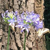 Nancy Stewart's photo