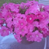 Debbie Cross Simpson's photo