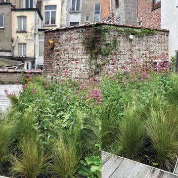 Toiture terrasse de 40m2 à Saint Gilles / Prairie fleurie