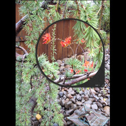 Crocosmia and Cedrus Atlantica - Plants
