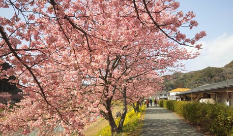 In voller Blüte: Die Vielfalt der Kirschbaumblüte