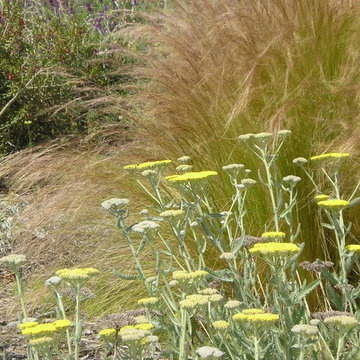 Plants