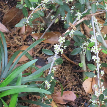A wrap around garden with a fabulous water featurel!