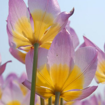 ‘Lilac Wonder’ Tulip Tulipa bakeri 'Lilac Wonder'
