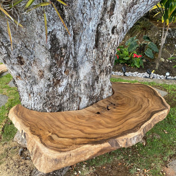 100 Year Old Tree Bench