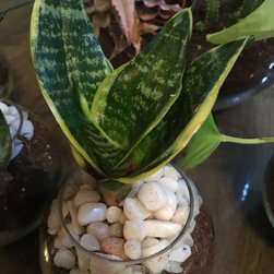 Project No.- 123 - Indoor Pots & Planters