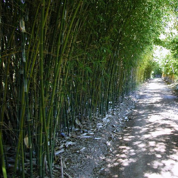 Cape May Bamboo Capabilities