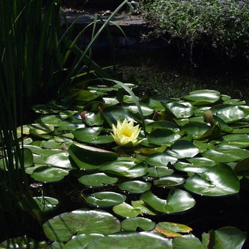 Drexel Hill Garden