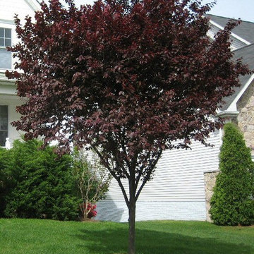 Flowering Plum