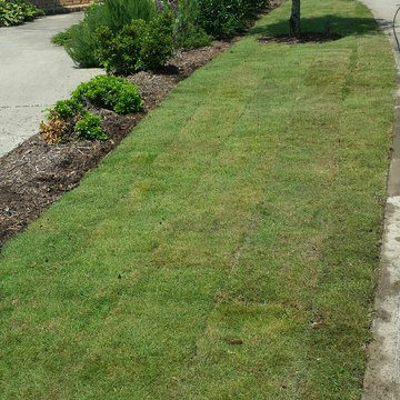 Emerald Zoysia