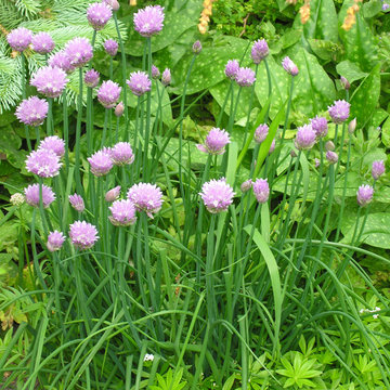 Perennial favorites | Artistry Landscaping Design