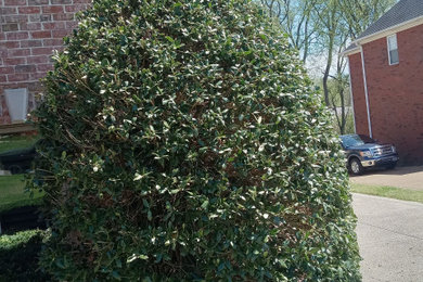 Inspiration for a landscaping in Nashville.