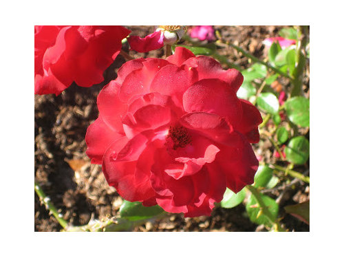 Lets Talk Roses This Floribunda Has Done Amazingly Well In The Garden For Two Years Now Some Black Spot But Nothing Horrible Wonderful Red Blooms Though No Fragrance