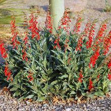 garden plants