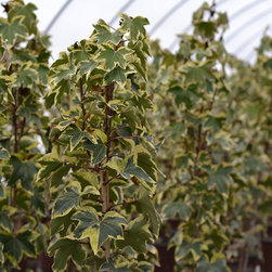 Current Featured Plants - Products