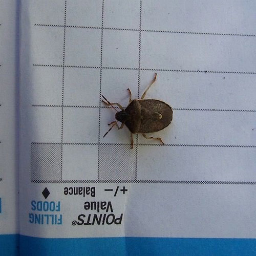 bugs! :)