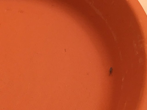 Help identify this pest please