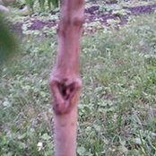 Joanne Krom's photo