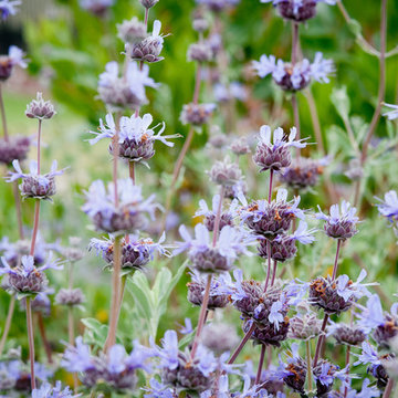 Fragrant Salvia Clevelandii