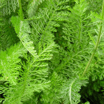 Achillea Millefolium