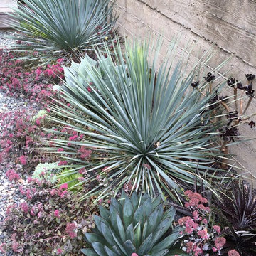 Kensington Succulent Paradise