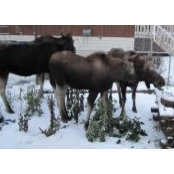 Melinda Gordon-Dingwall's photo