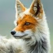 Photo de Will Fox