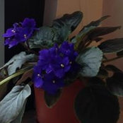 Tracy Buck's photo