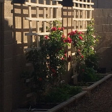 Rose Trellis